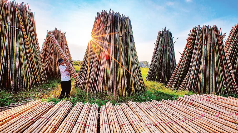 Phơi tre trên cánh đồng